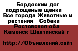 Бордоский дог подрощеные щенки.  - Все города Животные и растения » Собаки   . Ростовская обл.,Каменск-Шахтинский г.
